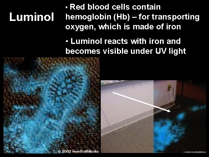 Luminol • Red blood cells contain hemoglobin (Hb) – for transporting oxygen, which is
