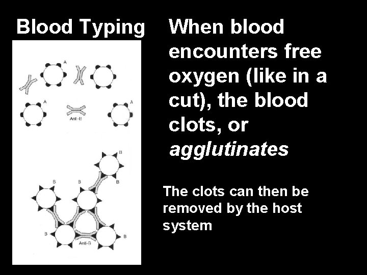 Blood Typing When blood encounters free oxygen (like in a cut), the blood clots,
