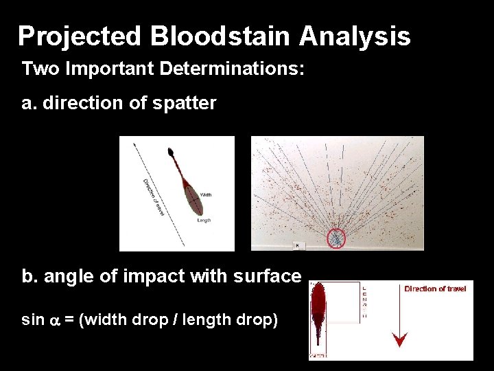 Projected Bloodstain Analysis Two Important Determinations: a. direction of spatter b. angle of impact