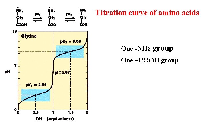 Titration curve of amino acids One -NH 2 group One –COOH group 