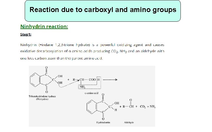 Reaction due to carboxyl and amino groups 