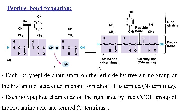 Peptide bond formation: - Each polypeptide chain starts on the left side by free