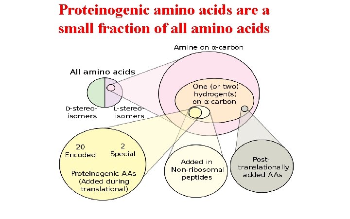 Proteinogenic amino acids are a small fraction of all amino acids 