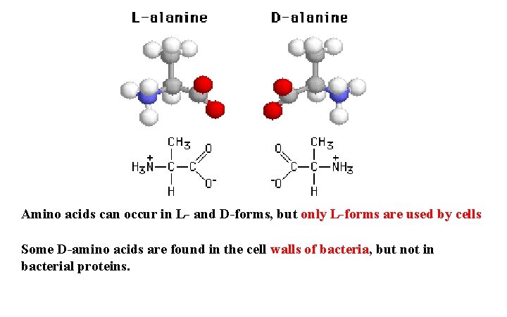 Amino acids can occur in L- and D-forms, but only L-forms are used by