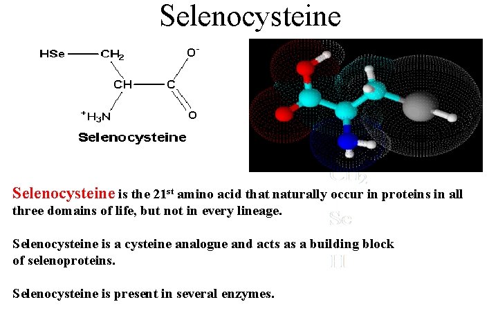 Selenocysteine is the 21 st amino acid that naturally occur in proteins in all