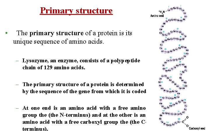 Primary structure • The primary structure of a protein is its unique sequence of