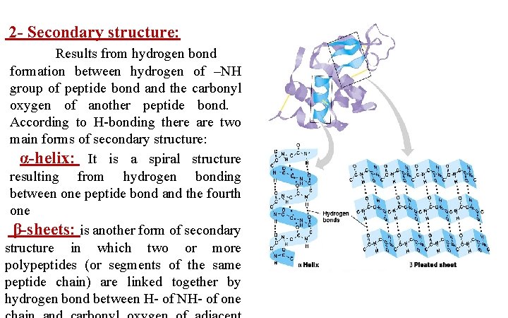 2 - Secondary structure: Results from hydrogen bond formation between hydrogen of –NH group