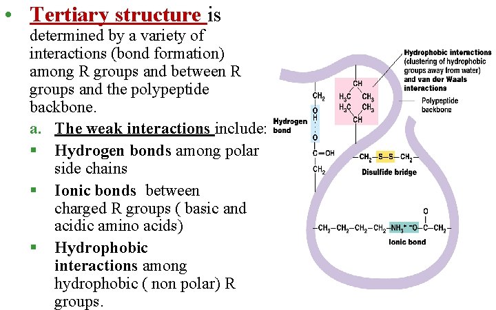  • Tertiary structure is determined by a variety of interactions (bond formation) among