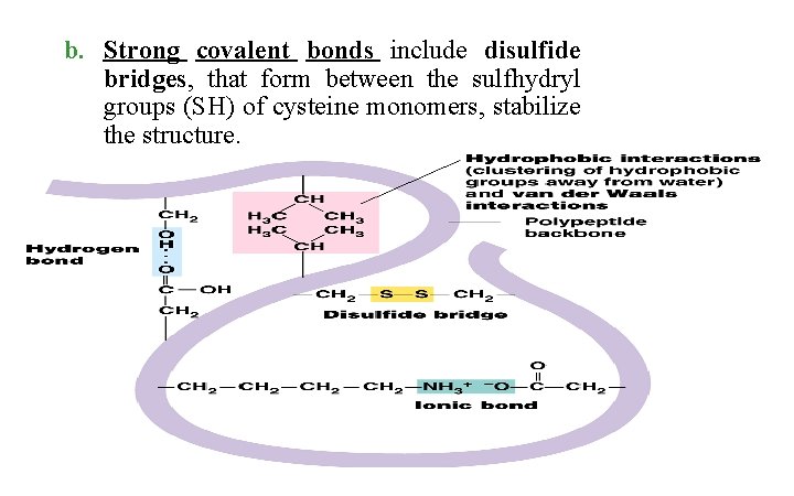 b. Strong covalent bonds include disulfide bridges, that form between the sulfhydryl groups (SH)