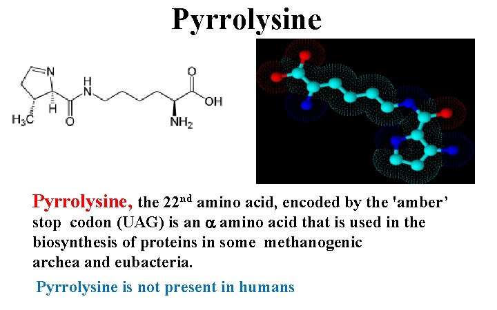 Pyrrolysine, the 22 nd amino acid, encoded by the 'amber’ stop codon (UAG) is