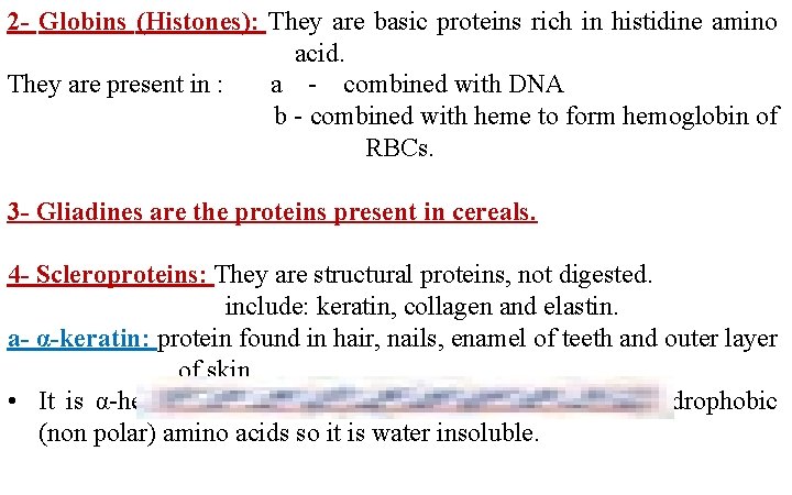 2 - Globins (Histones): They are basic proteins rich in histidine amino acid. They