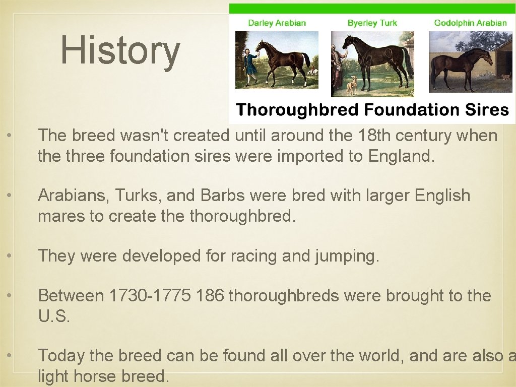 History • The breed wasn't created until around the 18 th century when the
