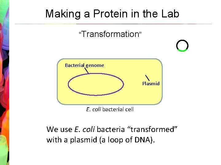 Making a Protein in the Lab “Transformation” Bacterial genome Plasmid E. coli bacterial cell