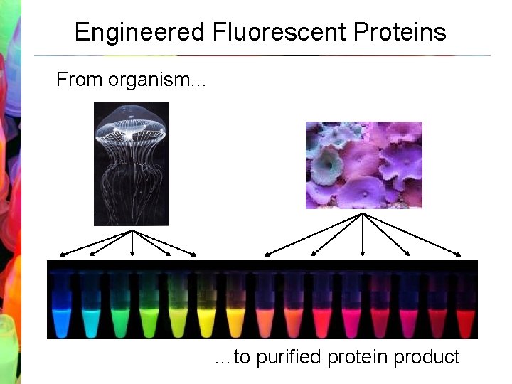 Engineered Fluorescent Proteins From organism… …to purified protein product 