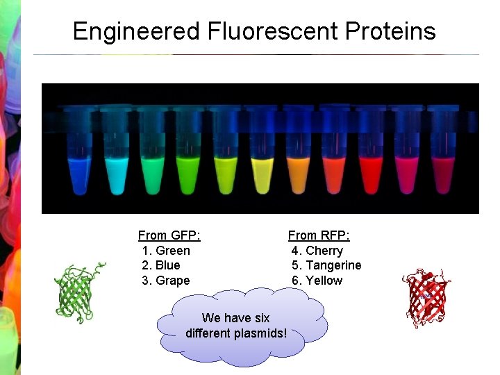 Engineered Fluorescent Proteins From GFP: 1. Green 2. Blue 3. Grape We have six