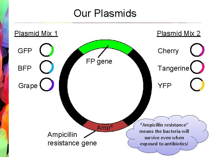 Our Plasmids Plasmid Mix 1 Plasmid Mix 2 GFP BFP Cherry FP gene Grape