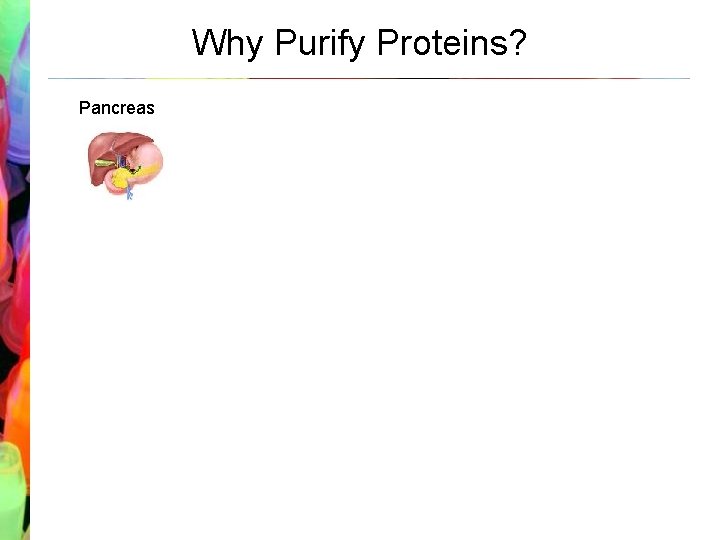 Why Purify Proteins? Pancreas → Identify Cells → Insert Plasmid into Cell → Isolate