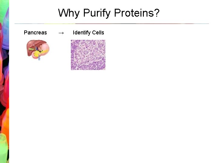 Why Purify Proteins? Pancreas → Identify Cells → Insert Plasmid into Cell → Isolate
