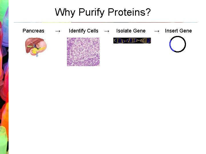 Why Purify Proteins? Pancreas → Identify Cells → Insert Plasmid into Cell → Isolate
