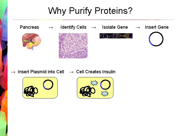 Why Purify Proteins? Pancreas → Identify Cells → Insert Plasmid into Cell → Isolate