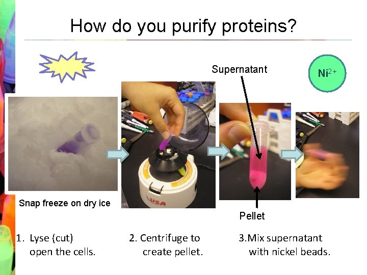 How do you purify proteins? Supernatant Ni 2+ Snap freeze on dry ice Pellet