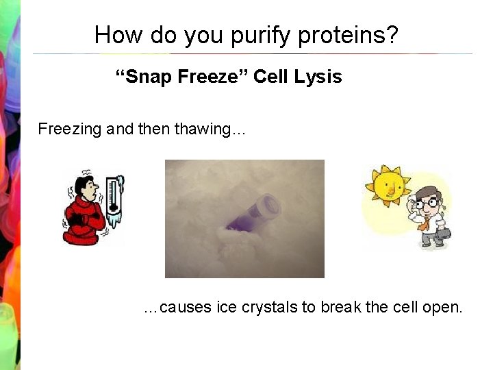 How do you purify proteins? “Snap Freeze” Cell Lysis Freezing and then thawing… …causes