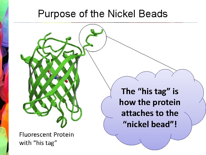 Purpose of the Nickel Beads is h The “his tag” iis s h s