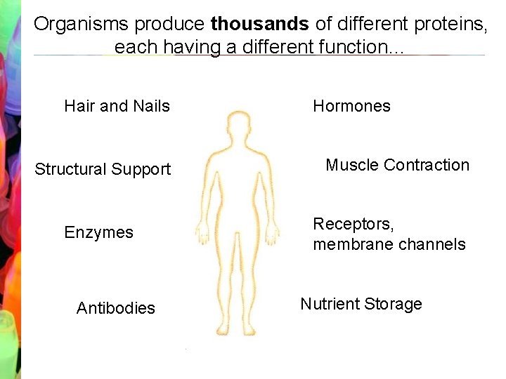 Organisms produce thousands of different proteins, each having a different function… Hair and Nails