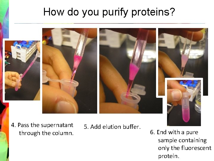 How do you purify proteins? 4. Pass the supernatant through the column. 5. Add