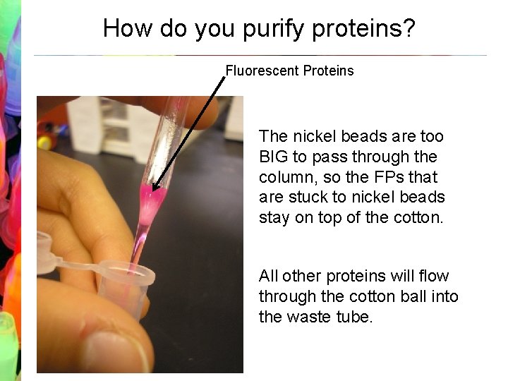 How do you purify proteins? Fluorescent Proteins The nickel beads are too BIG to