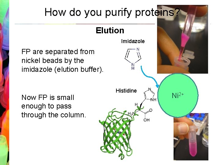 How do you purify proteins? Elution Imidazole FP are separated from nickel beads by