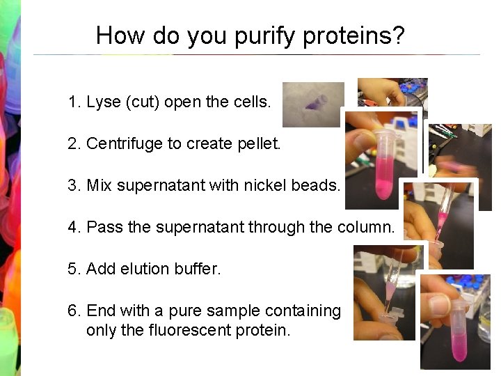 How do you purify proteins? 1. Lyse (cut) open the cells. 2. Centrifuge to