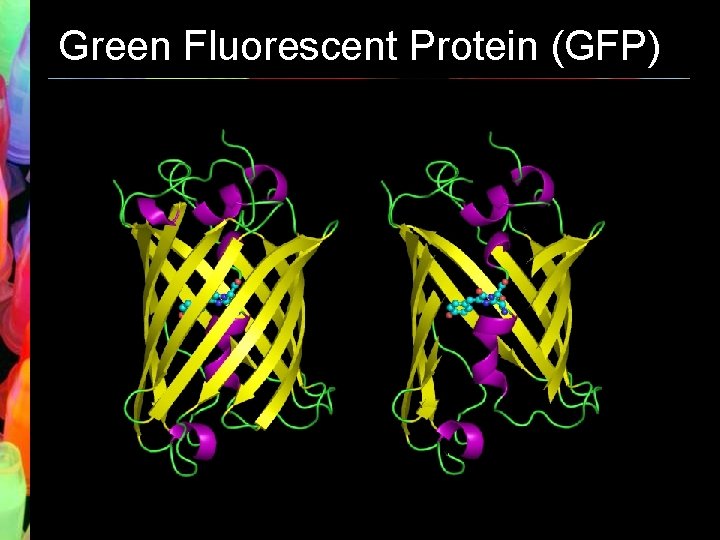 Green Fluorescent Protein (GFP) 