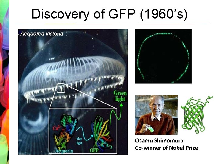 Discovery of GFP (1960’s) Aequorea victoria Osamu Shimomura Co-winner of Nobel Prize 