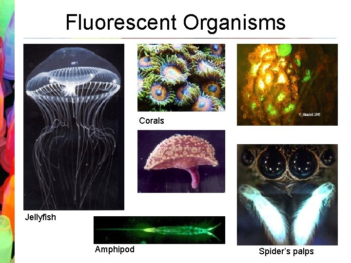 Fluorescent Organisms Corals Jellyfish Amphipod Spider’s palps 