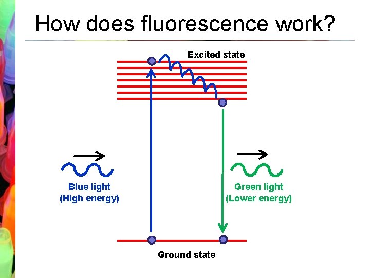 How does fluorescence work? Excited state Blue light (High energy) Green light (Lower energy)