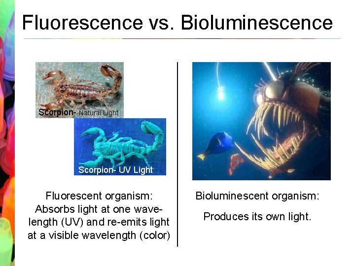 Fluorescence vs. Bioluminescence Natural Light Scorpion- Natural Light In the Dark Scorpion- UV Light