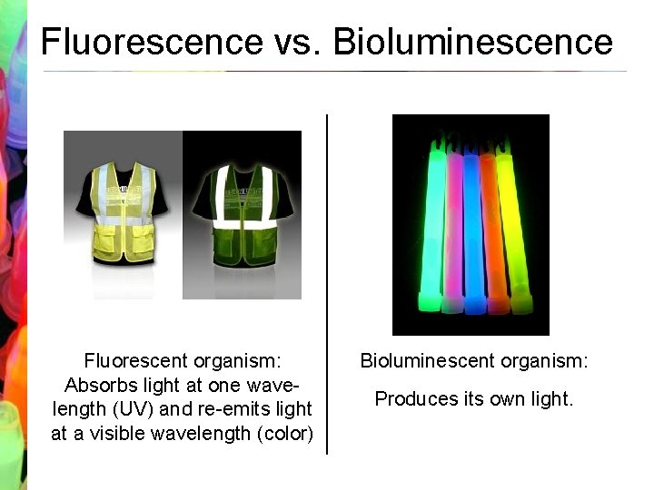 Fluorescence vs. Bioluminescence Fluorescent organism: Absorbs light at one wavelength (UV) and re-emits light