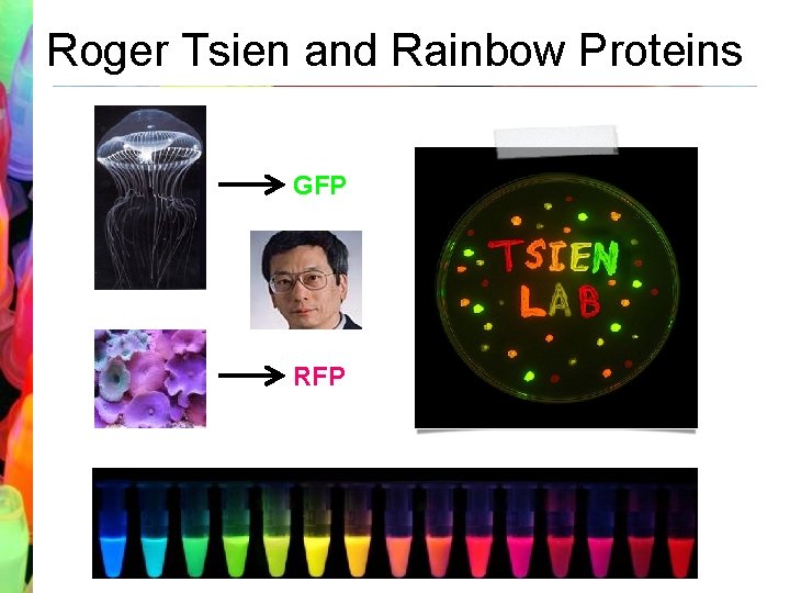 Roger Tsien and Rainbow Proteins GFP RFP 