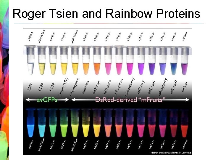 Roger Tsien and Rainbow Proteins 