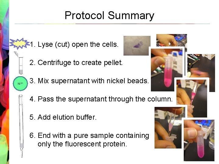 Protocol Summary 1. Lyse (cut) open the cells. 2. Centrifuge to create pellet. Ni