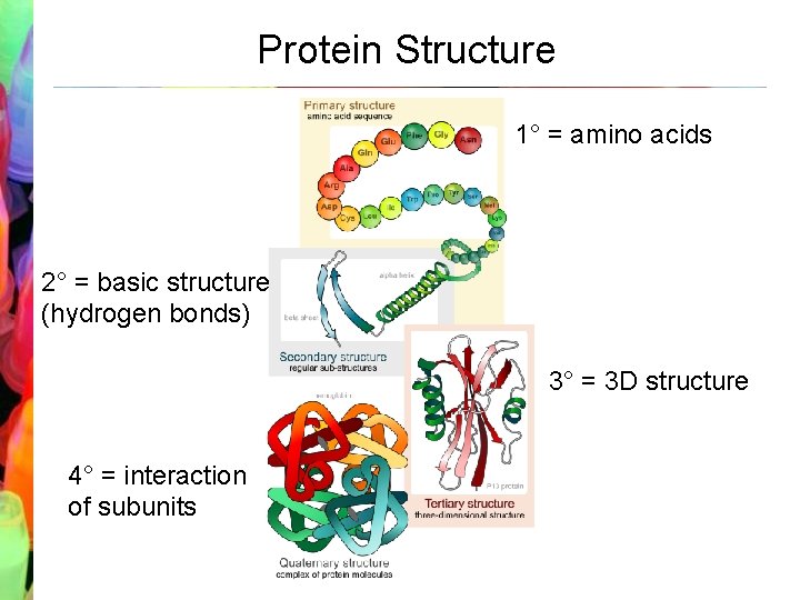 Protein Structure 1° = amino acids 2° = basic structure (hydrogen bonds) 3° =