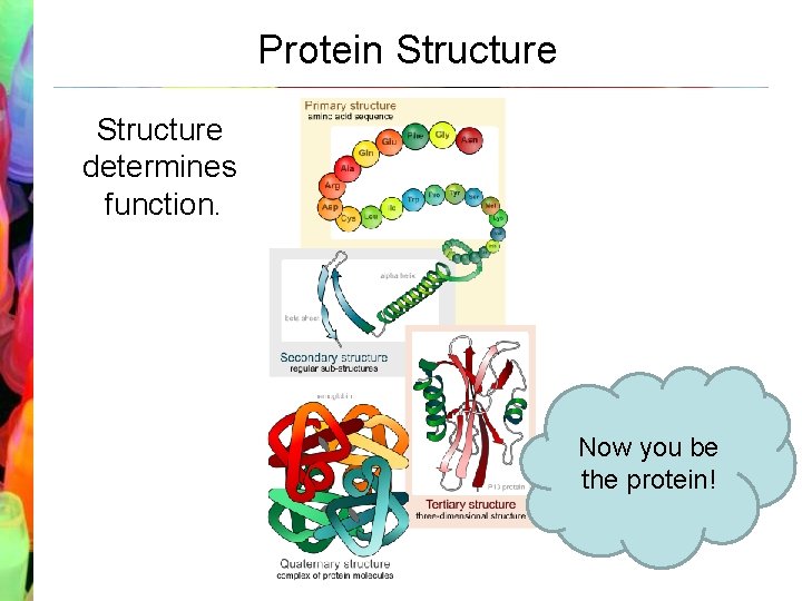 Protein Structure determines function. Now you be the protein! 