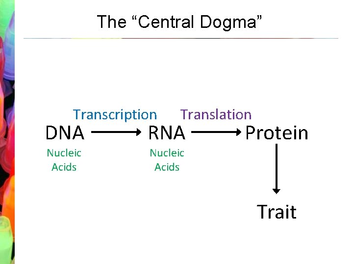 The “Central Dogma” Transcription Translation DNA RNA Protein Nucleic Acids Amino Acids Trait 