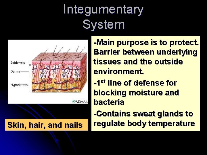 Integumentary System Skin, hair, and nails -Main purpose is to protect. Barrier between underlying