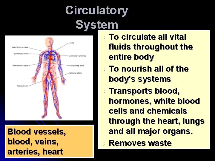 Circulatory System l l l Blood vessels, blood, veins, arteries, heart l To circulate