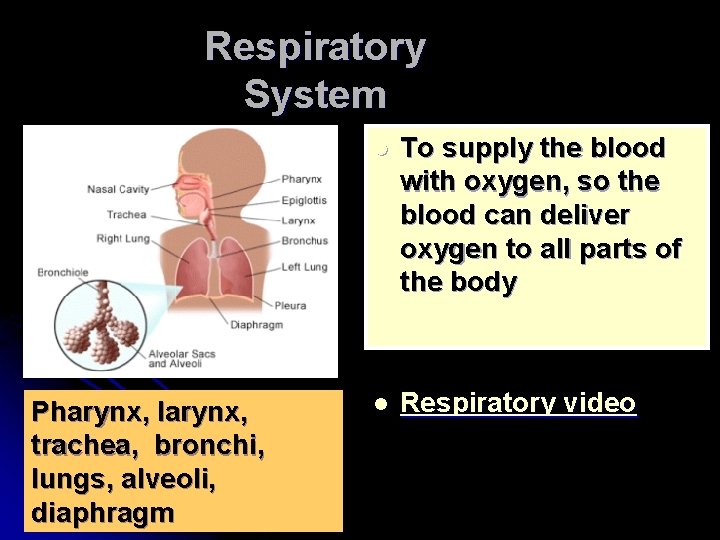 Respiratory System Pharynx, larynx, trachea, bronchi, lungs, alveoli, diaphragm l To supply the blood