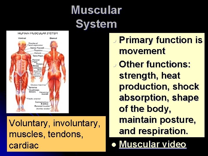 Muscular System Primary function is movement l Other functions: strength, heat production, shock absorption,