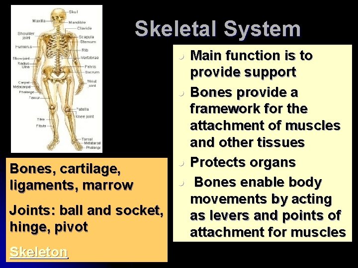 Skeletal System l l Bones, cartilage, ligaments, marrow Joints: ball and socket, hinge, pivot