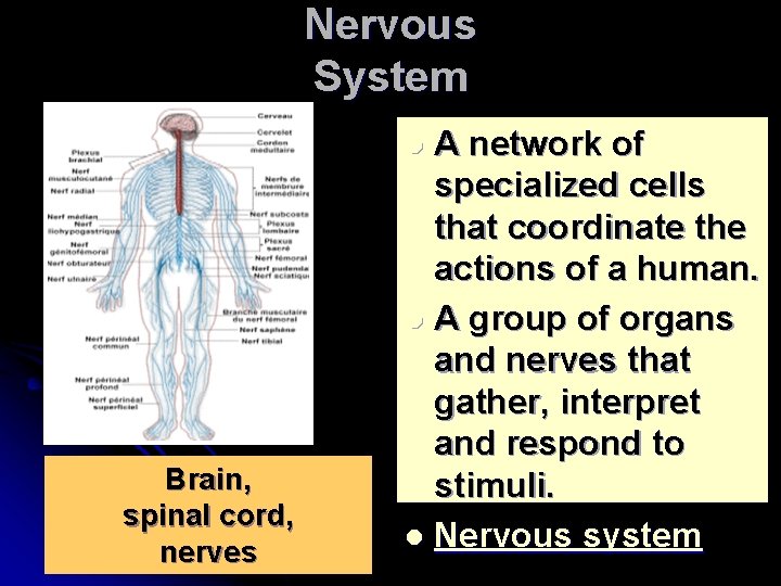 Nervous System A network of specialized cells that coordinate the actions of a human.